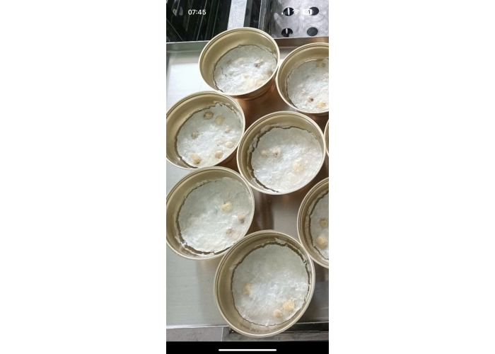 Tổ yến sấy thăng hoa ăn liền (hộp quà cao cấp)